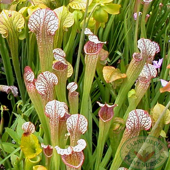 Sarracenia x Fuschia