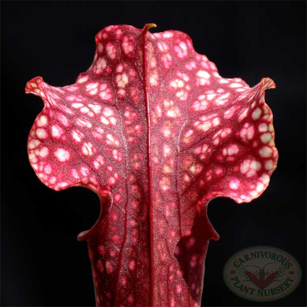 Sarracenia x Judith Hindle