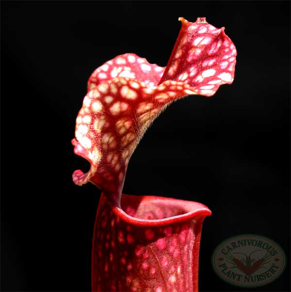 Sarracenia x Judith Hindle