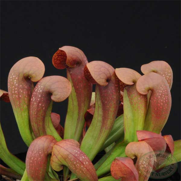 Sarracenia x Lady Bug