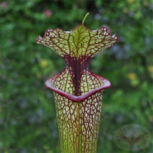 Sarracenia x Leah Wilkerson