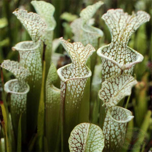 Sarracenia leucophylla