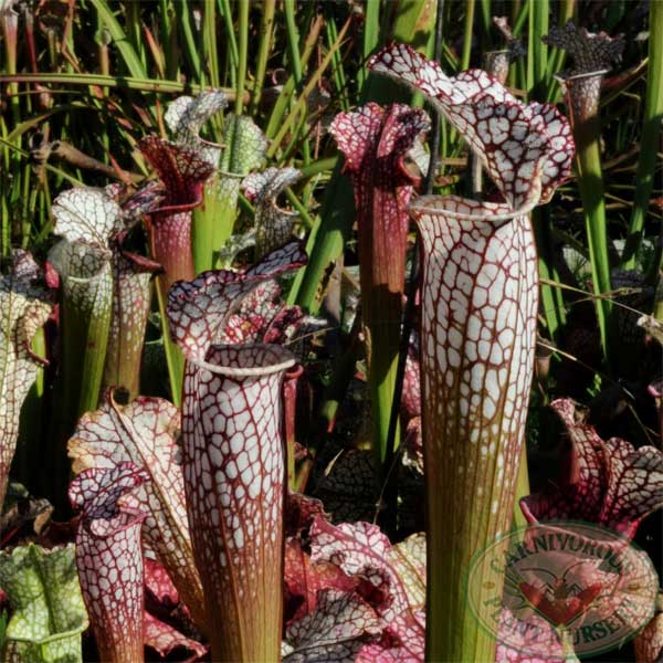 Sarracenia leucophylla - Candy Stripe