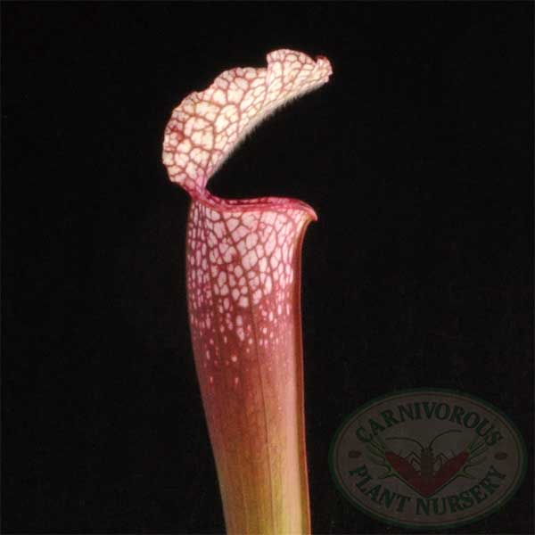 Sarracenia leucophylla - Candy Stripe