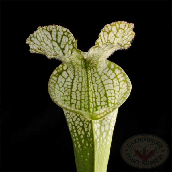 Sarracenia leucophylla - Hurricane Creek White