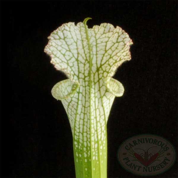 Sarracenia leucophylla - Green