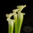 Sarracenia leucophylla - Green