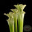 Sarracenia leucophylla - Green