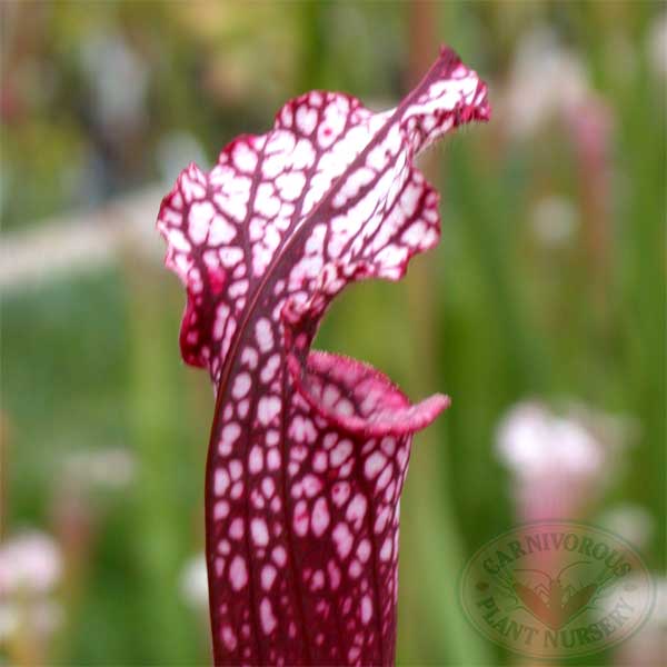 Sarracenia x stevensii