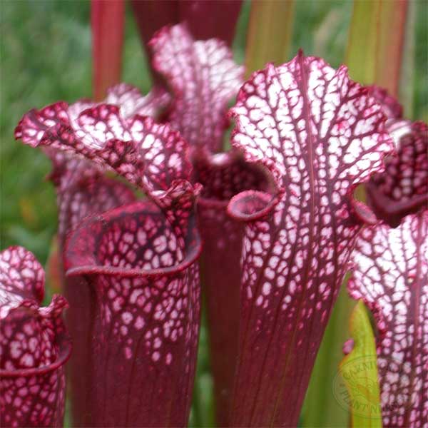 Sarracenia x stevensii