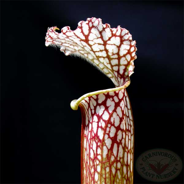 Sarracenia leucophylla - Tarnok