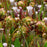 Sarracenia leucophylla - Tarnok