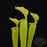 Sarracenia x Lime Ice