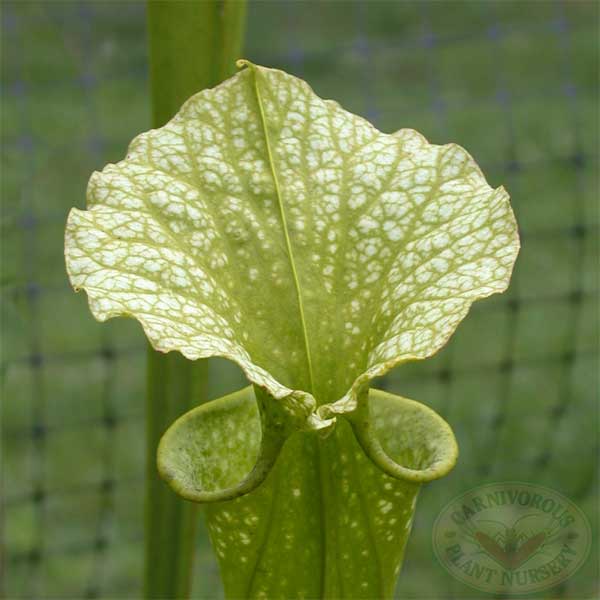 Sarracenia x Lime Ice