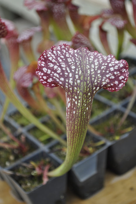 Sarracenia x Mardi Gras