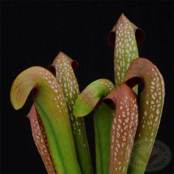 Hooded Pitcher Plant (Sarracenia minor) 7 Sarracenia minor
