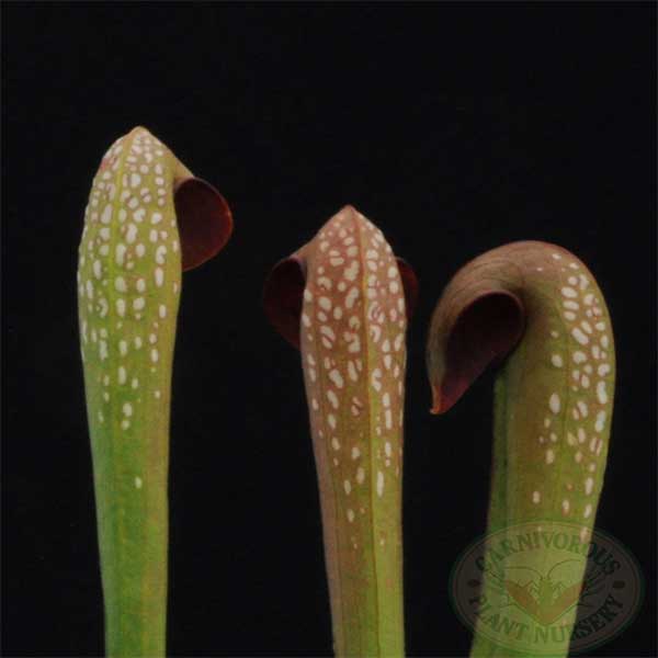 Sarracenia minor