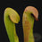Sarracenia minor Okefenokee Giant