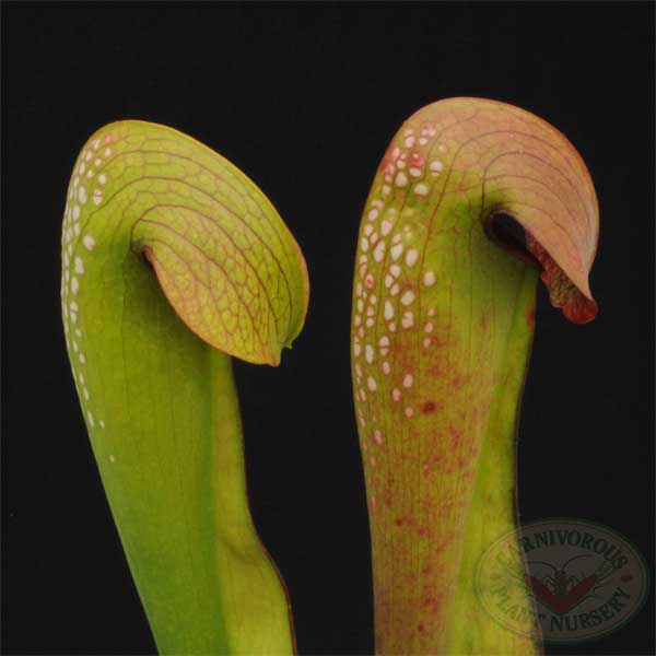 Sarracenia minor Okefenokee Giant