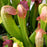 Sarracenia minor Okefenokee Giant