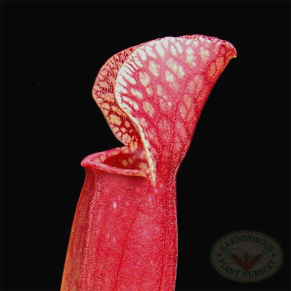 Sarracenia x mitchelliana