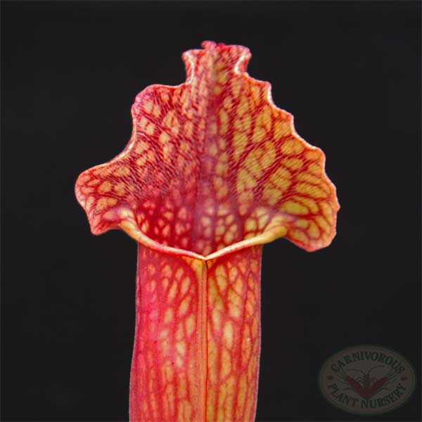 Sarracenia x mitchelliana