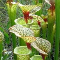 Sarracenia x moorei