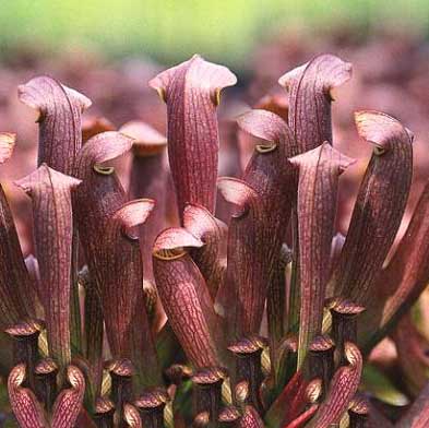 Sarracenia x Red Bug