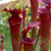 Sarracenia x Red Sumatra