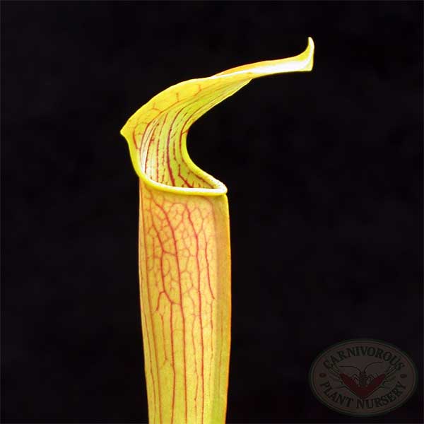 Sweet Pitcher Plant (Sarracenia rubra) 9 Sarracenia rubra