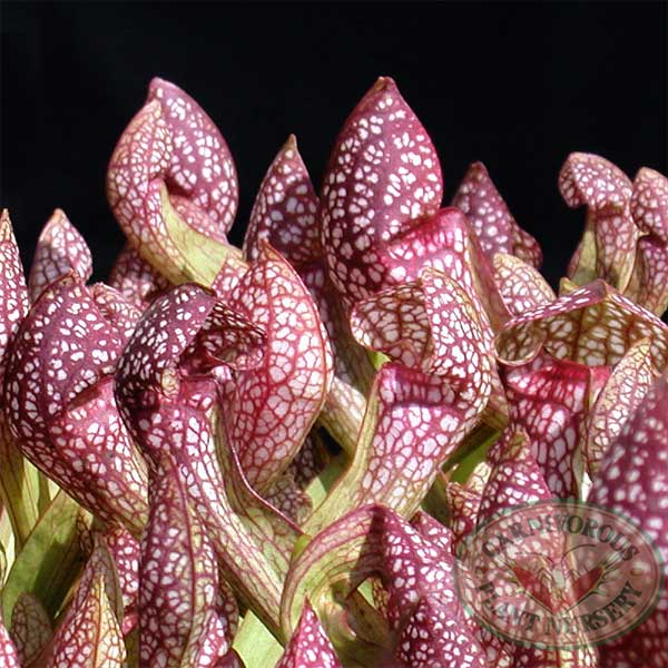 Sarracenia x Scarlet Belle