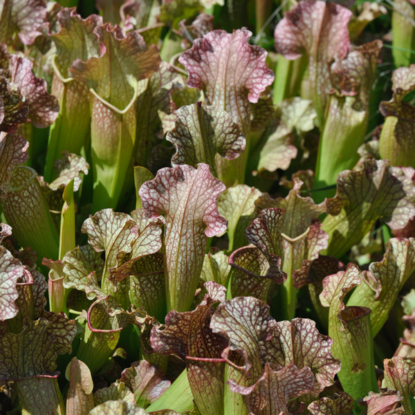 sarracenia x velvet