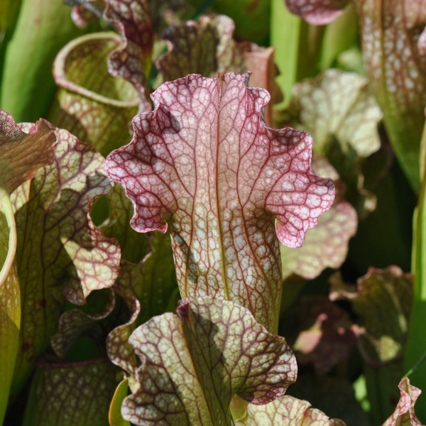 sarracenia x velvet