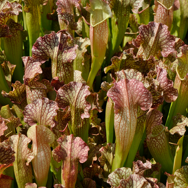 sarracenia x velvet