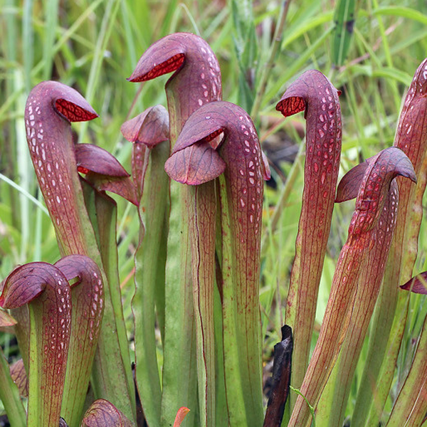 Sarracenia x rehderi