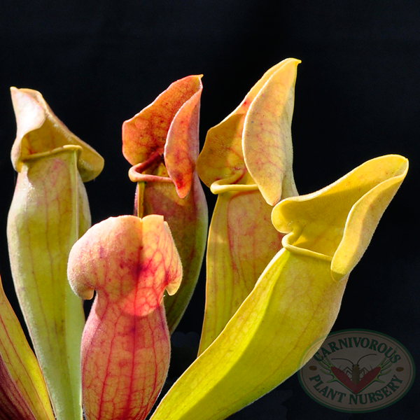 Sarracenia x Yellow Jacket