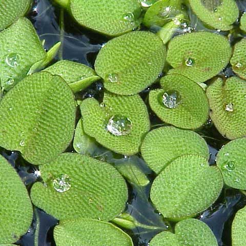 Salvinia