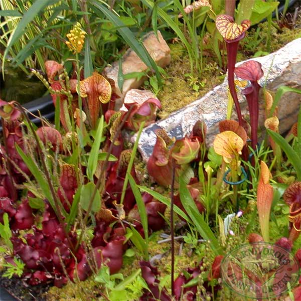 Sarracenia mixed species