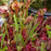 Sarracenia mixed species
