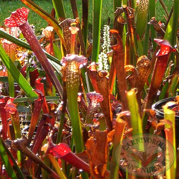 Sarracenia mixed species