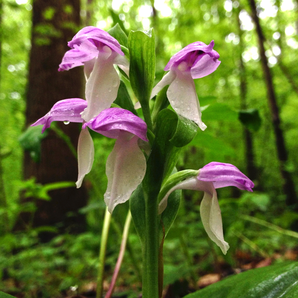 Galearis spectabilis Credit: Fritzflohrreynolds - wikicommons