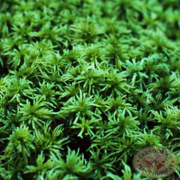 Live Sphagnum Moss For Sale - Carnivorous Plants Nursery