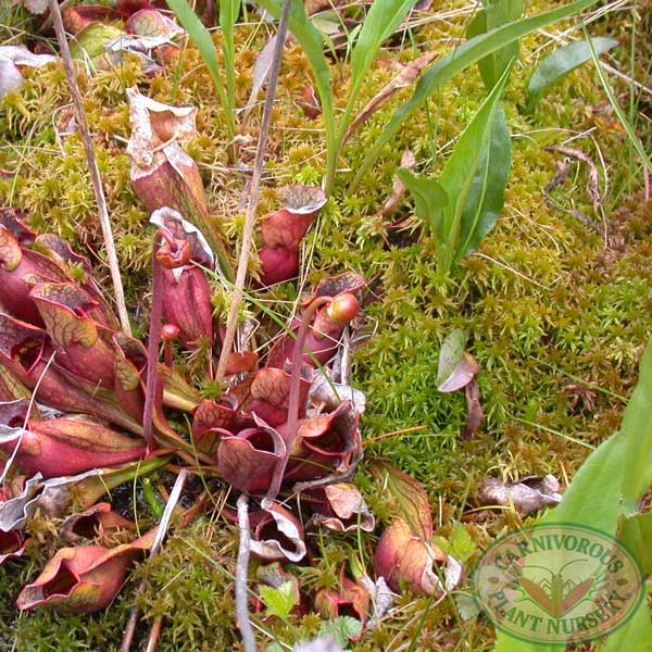 Unlock the Secrets of Orchid Growth: The Top 10 Benefits of Sphagnum Moss -  The Garden Superstore
