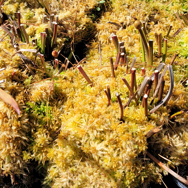 Golden Sphagnum Moss [For Sale] Carnivorous Plant Nursery