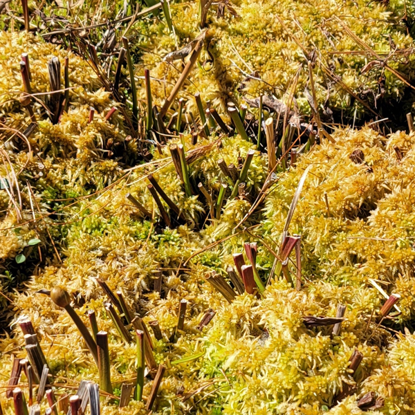 sphagnum moss golden