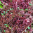 Sphagnum Moss - Red