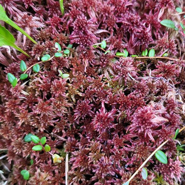 Oregon Sphagnum Moss