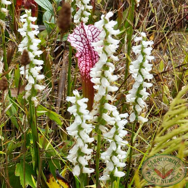 Spiranthes cernua