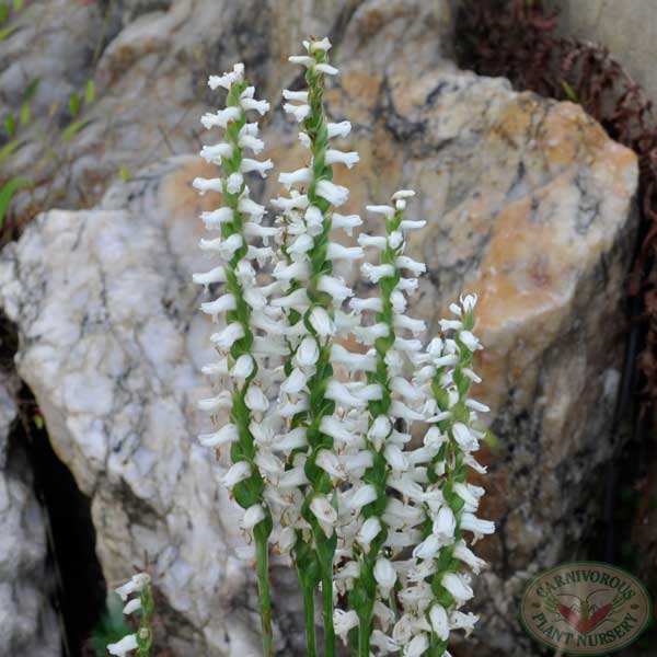 Nodding Lady Tresses