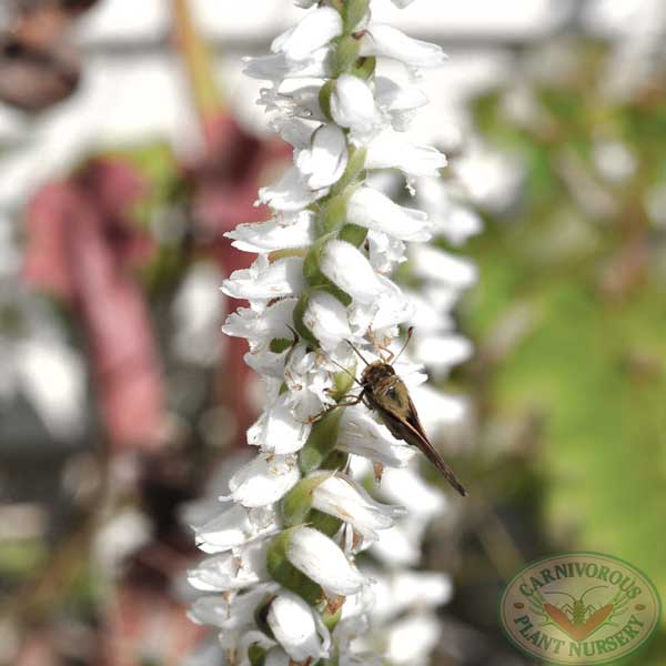 Spiranthes cernua